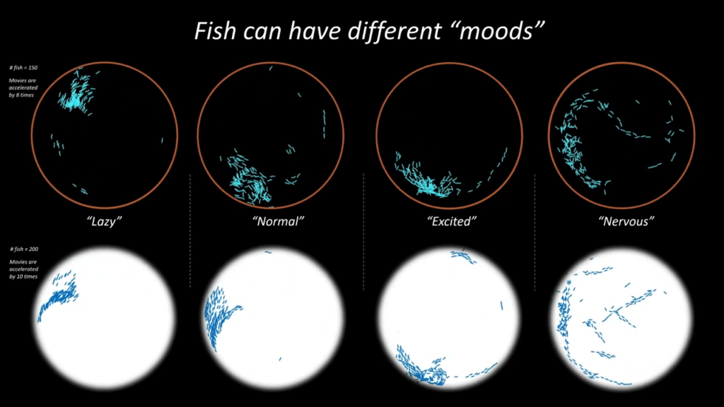 With all the rules in place, the schools display different "moods". With all the rules in place, the schools display different "moods".