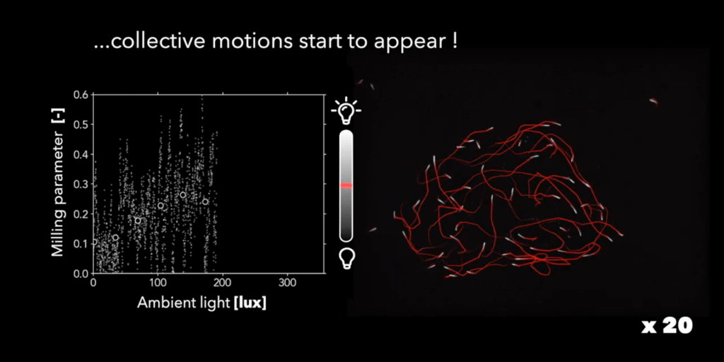 As the illumination increases (from darkness), the order in the school of fish increases, too, demonstrating that vision is an important component for this species. As the illumination increases (from darkness), the order in the school of fish increases, too, demonstrating that vision is an important component for this species.