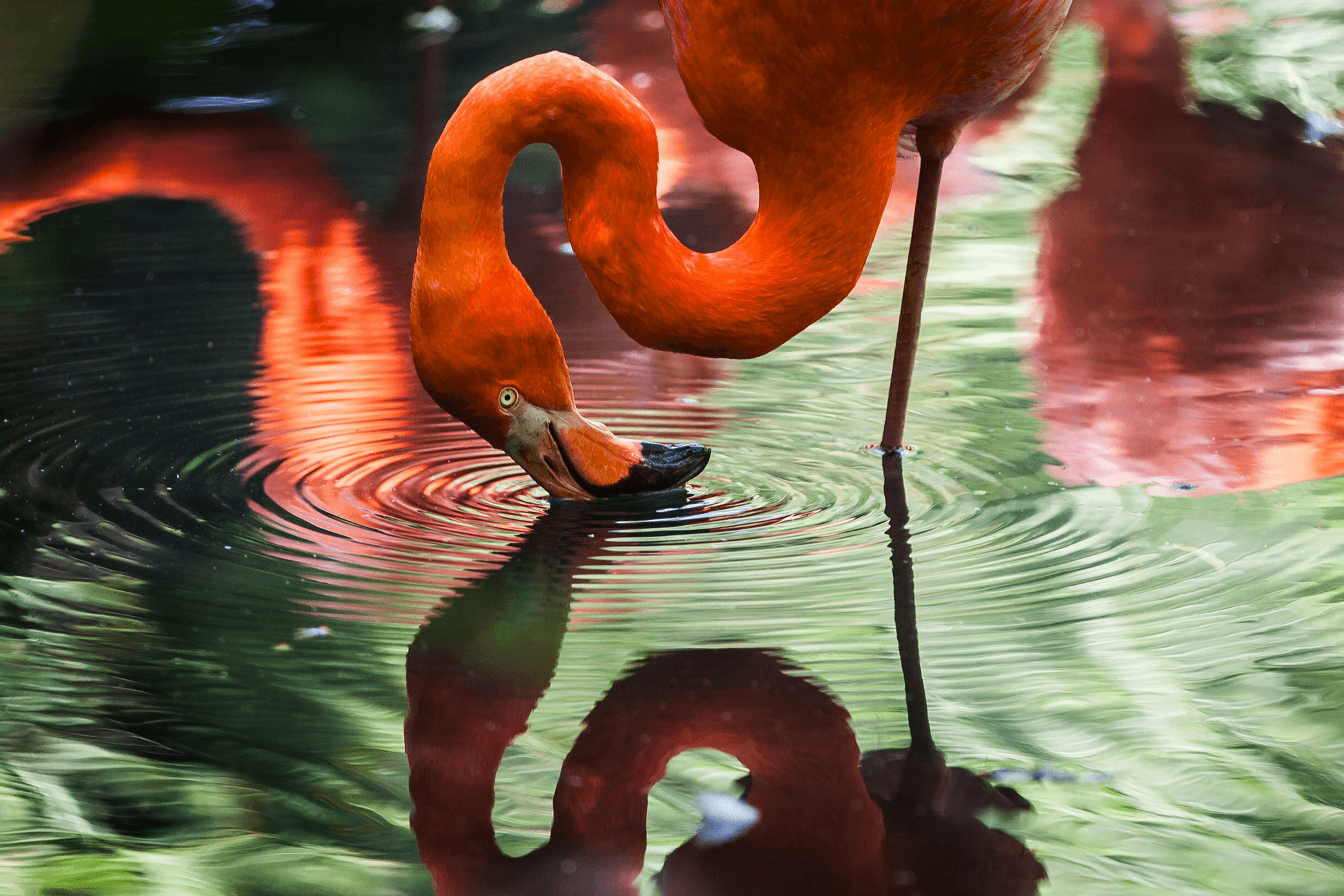 A pink flamingo in water, with its head lowered so that the top of its forebeak touches the pool.