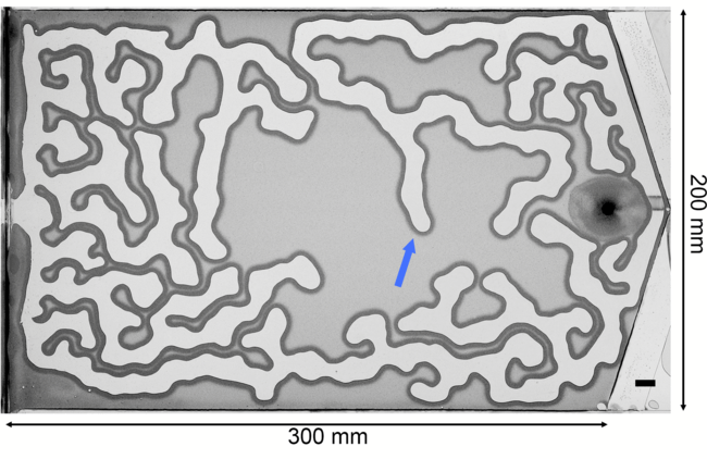 A labyrinthine pattern emerges as air pushes into a thin gap filled with liquid and grains.