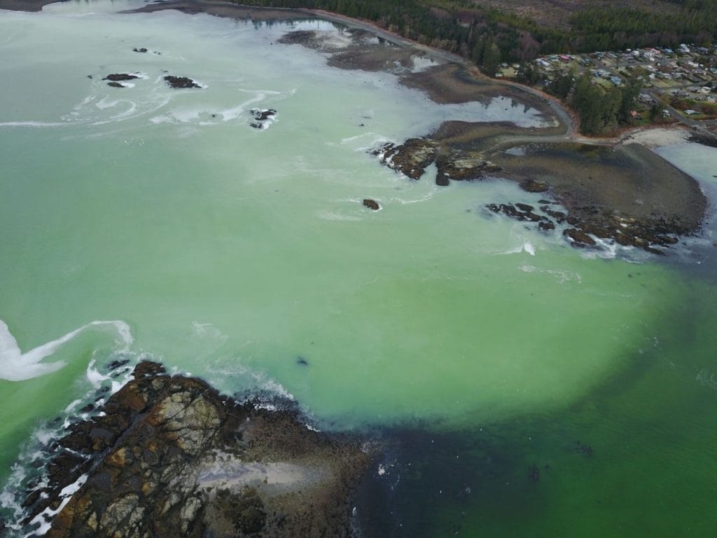 A herring spawn clouding the waters along Vancouver Island on February 16, 2026.