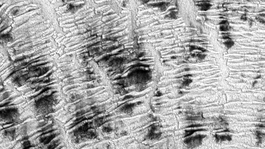 From "Haut" by Susi Sie. From "Haut" by Susi Sie.