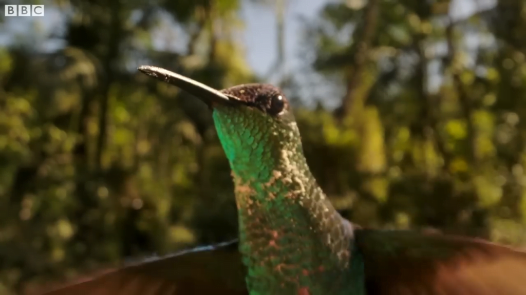 Hummingbirds are some of the quickest, most agile birds around. Hummingbirds are some of the quickest, most agile birds around.