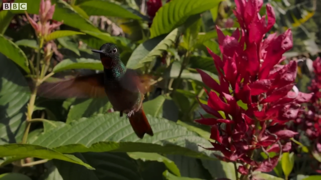 Their ability to hover enables them to eat directly from flowers while still in flight. Their ability to hover enables them to eat directly from flowers while still in flight.