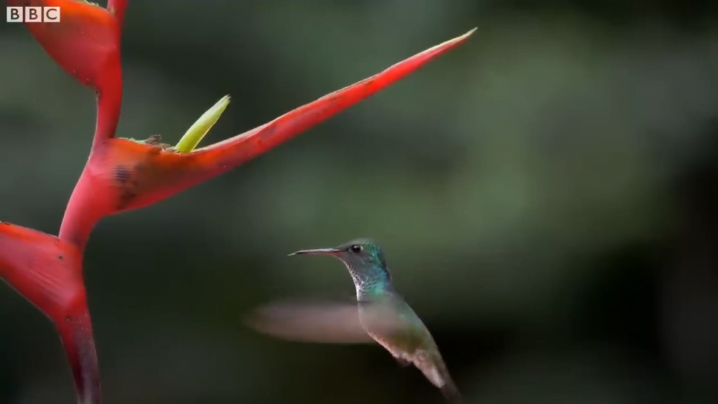 Their tongues, too, are specially designed to scoop out viscous nectar. Their tongues, too, are specially designed to scoop out viscous nectar.