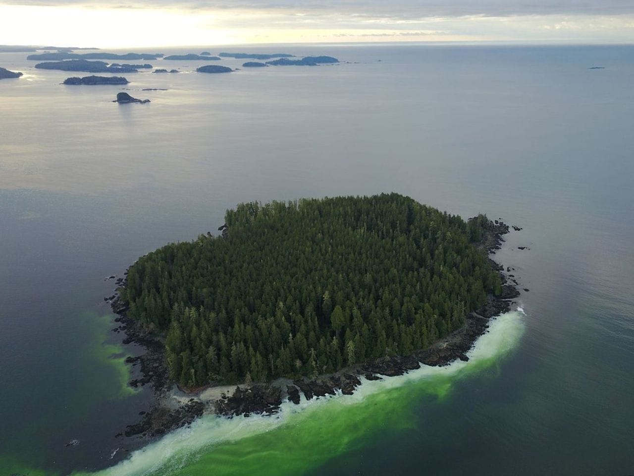 A herring spawn event near Forbes Island in Barkley Sound turns the shoreline green.