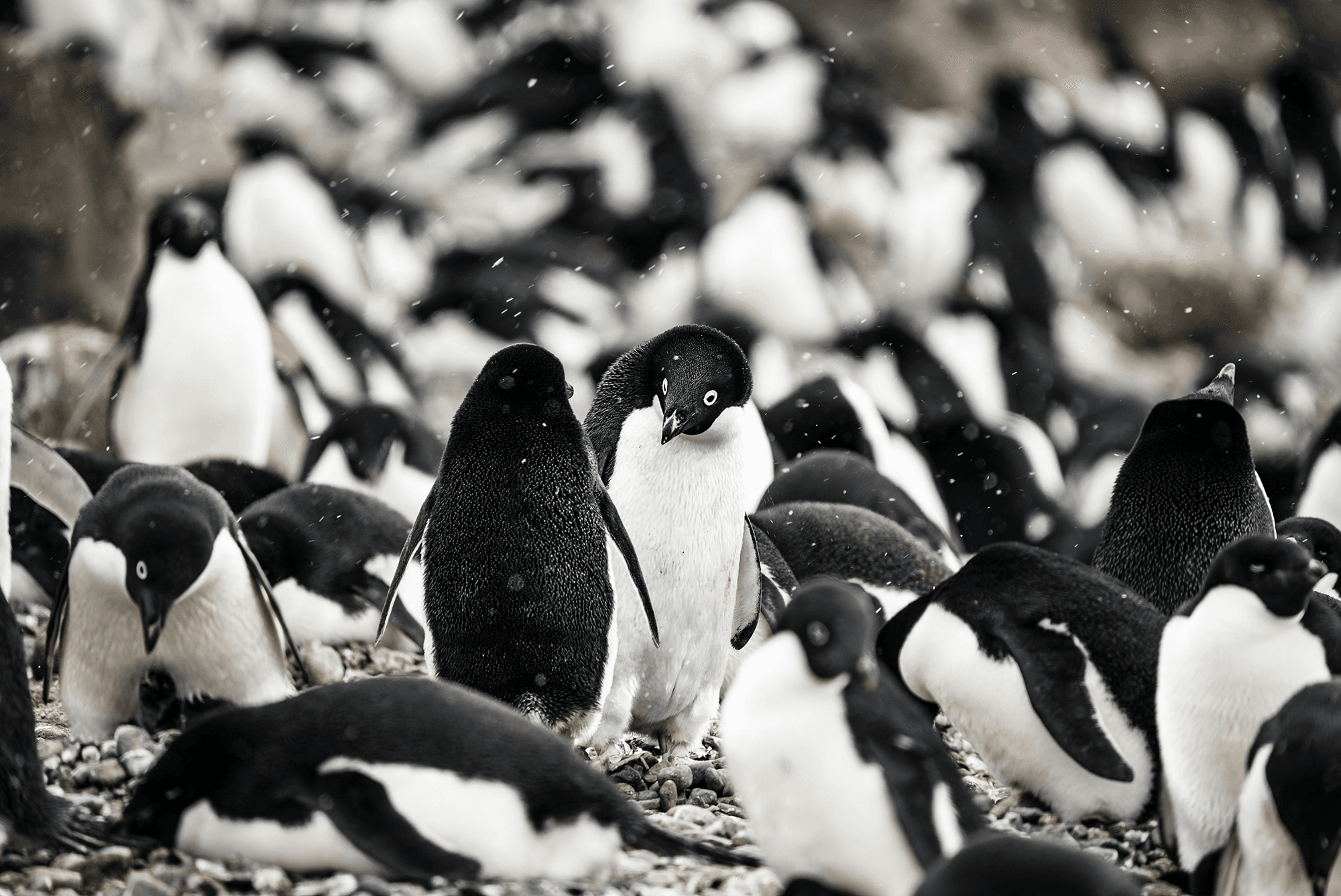 Penguin Poo Seeds Antarctic Clouds