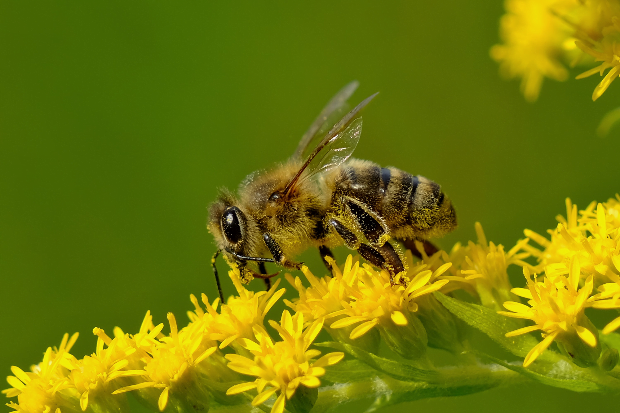 Honeybee Feeding