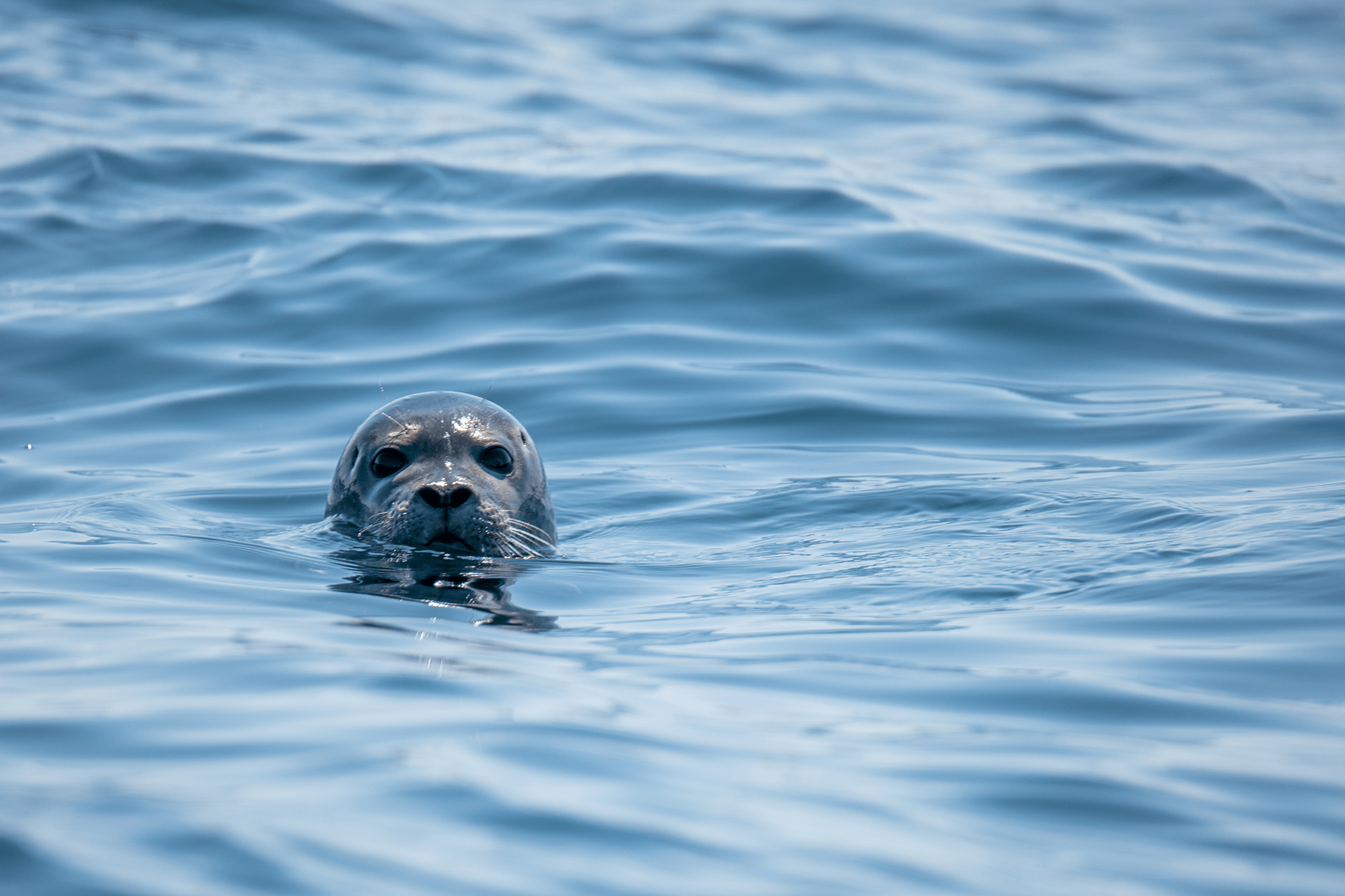 Sea head