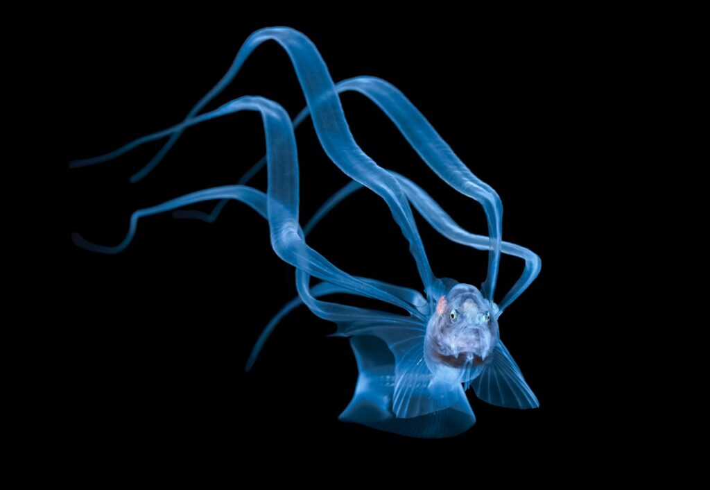 Acanthonus armatus near Palm Beach, Florida. Photo by S. Kovacs.