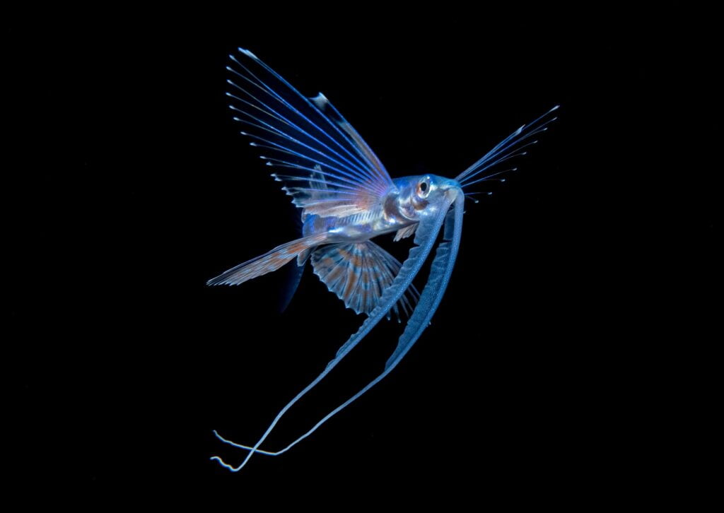 Flying fish near Kona, Hawaii. Photo by S. Kovacs.