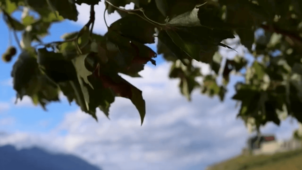 Leaves flutter and dance on a tree, deforming to absorb the wind and create less drag.