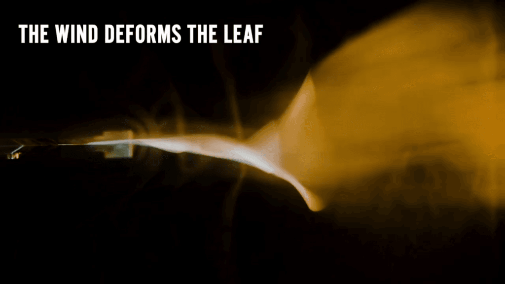 Flow visualization of the wake of a flapping leaf. Text reads, "The wind deforms the leaf."