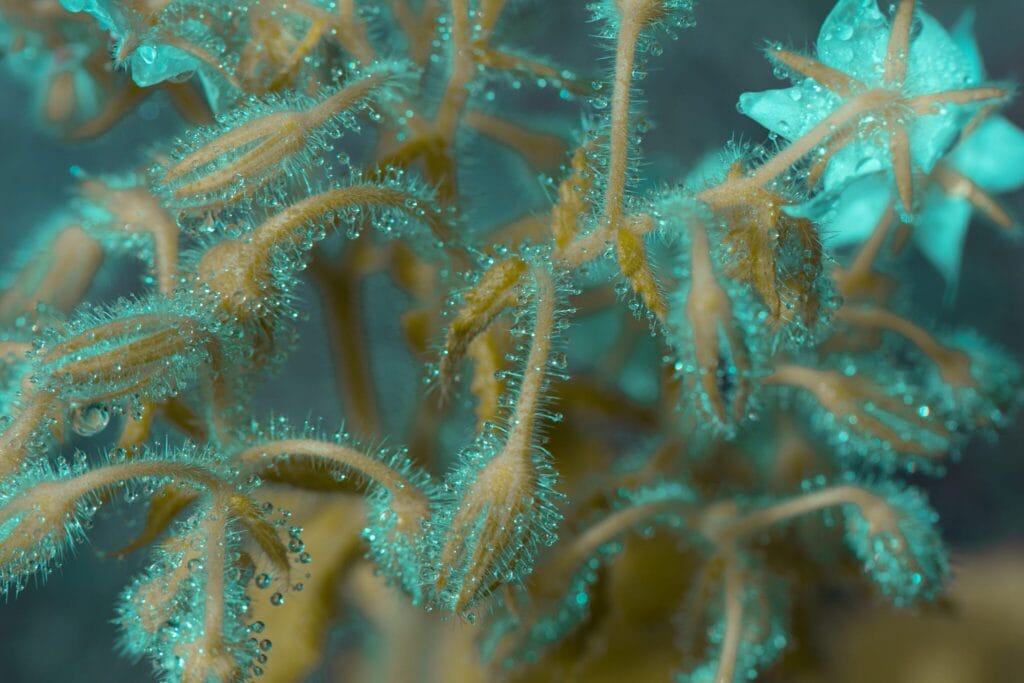 Image by Tom Leighton. Image by Tom Leighton.