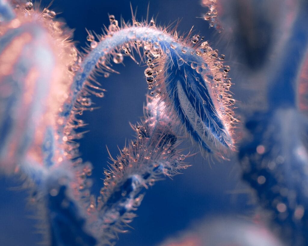 Image by Tom Leighton. Image by Tom Leighton.