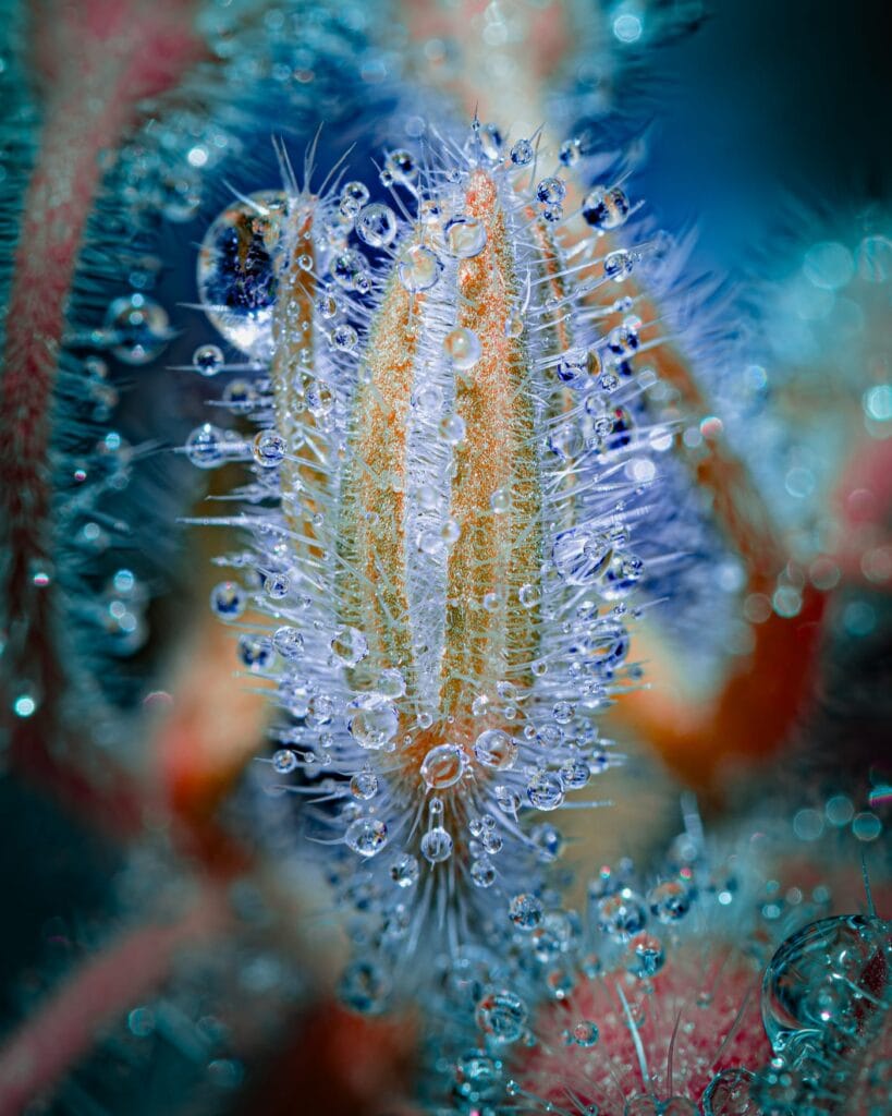 Image by Tom Leighton. Image by Tom Leighton.