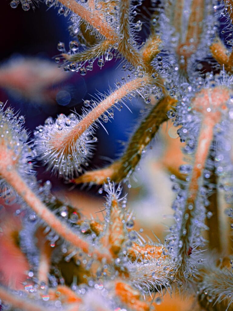 Image by Tom Leighton. Image by Tom Leighton.