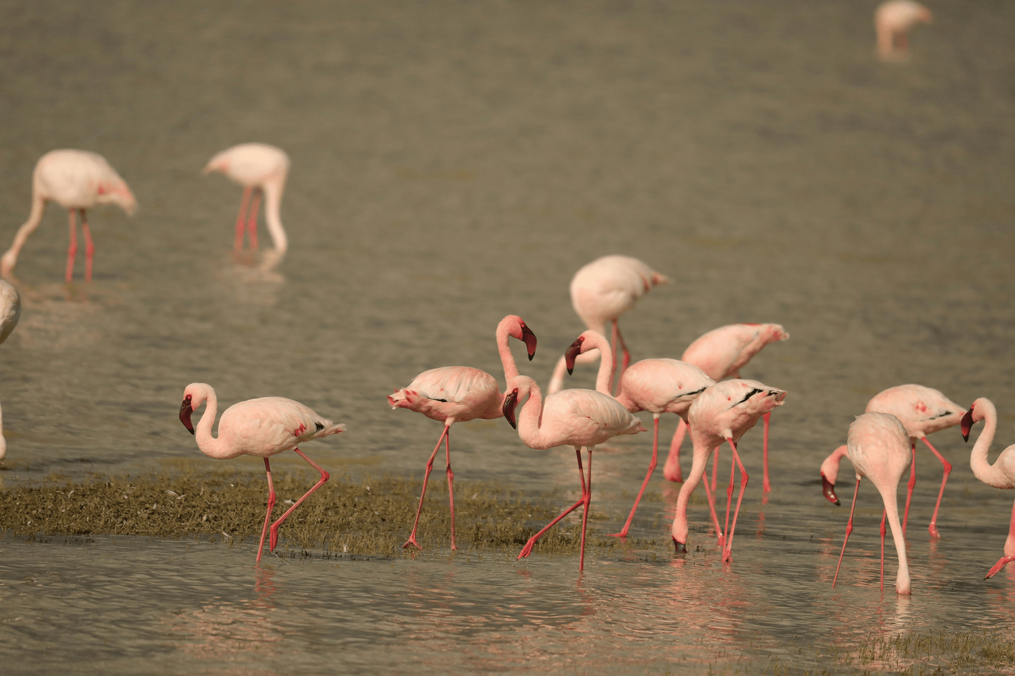 Flamingo Fluid Dynamics, Part 2: The Game’s a Foot