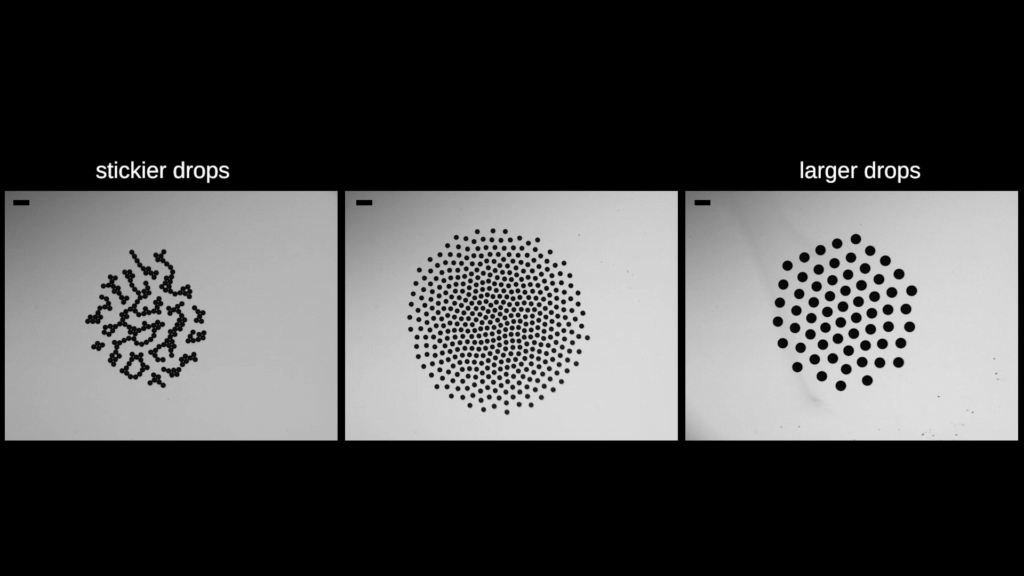 Making the drops larger (right) or stickier (left) changes the crystal pattern, too. Making the drops larger (right) or stickier (left) changes the crystal pattern, too.
