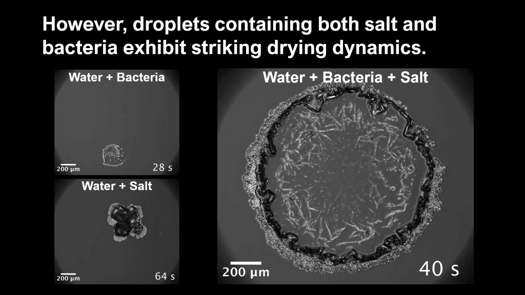 Images of three drying droplets: 1) water with bacteria; 2) water with salt; and 3) water with bacteria and salt. Text reads, "However, droplets containing both salt and bacteria exhibit striking drying dynamics."