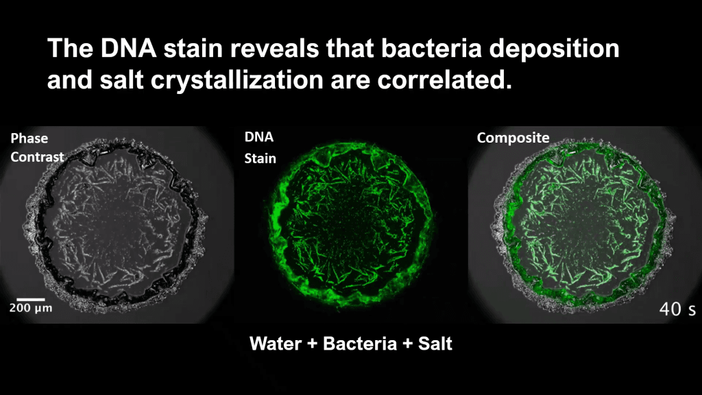 Three images of a drying droplet viewed through different modalities. Text reads, "The DNA stain reveals that bacteria deposition and salt crystallization are correlated."