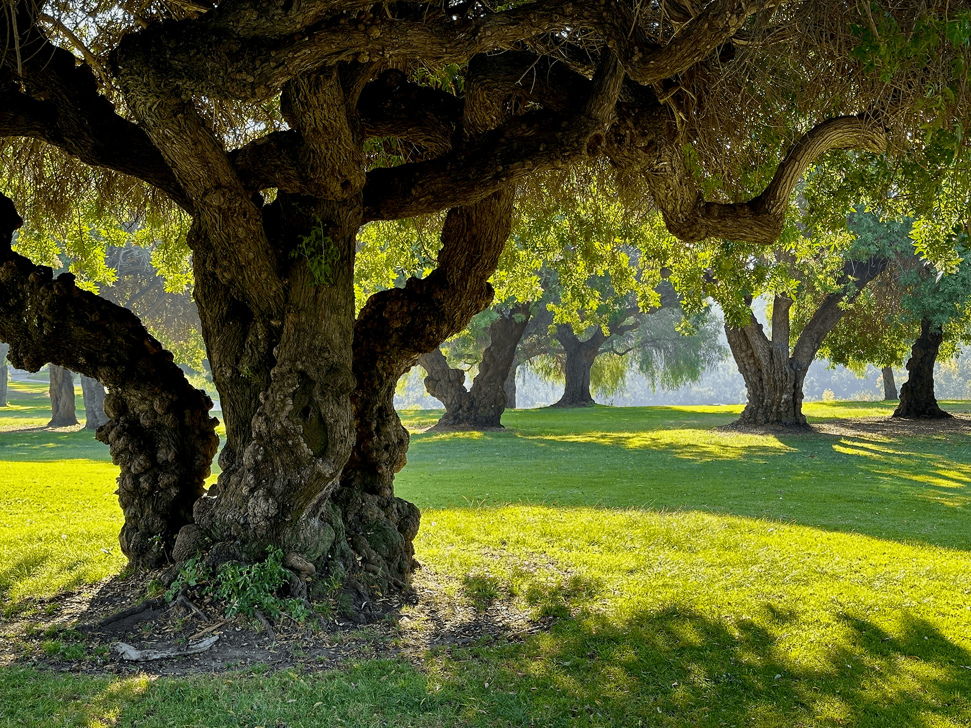 In urban environments, trees provide vital cooling, but their pollen dispersal can be problematic for planners.