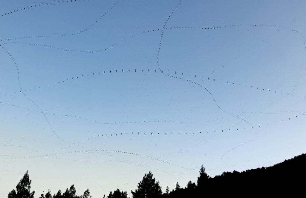 “Lockdown Swallows (Hunting)” “Lockdown Swallows (Hunting)”