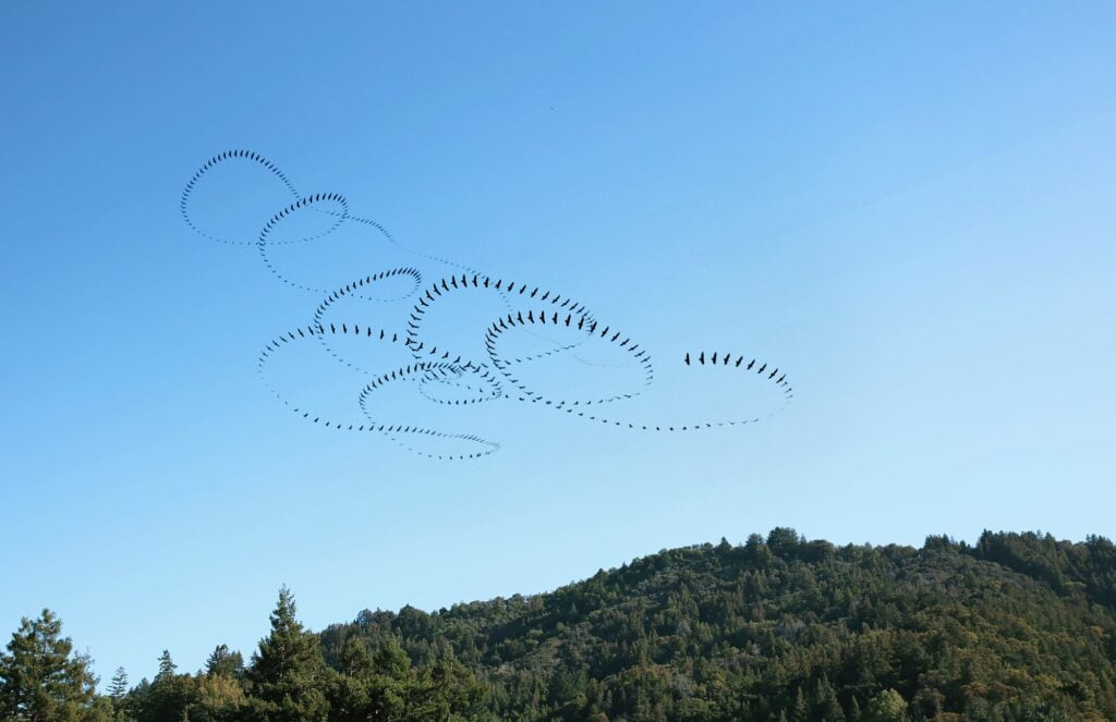 “Lockdown Vulture (Signature)” “Lockdown Vulture (Signature)”