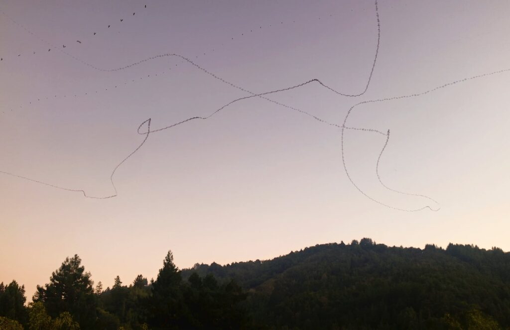 “Lockdown Bats (Pas de Deux)” “Lockdown Bats (Pas de Deux)”