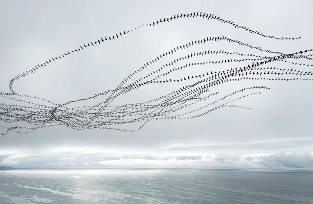 “Lockdown Gulls (Sea Ranch)” “Lockdown Gulls (Sea Ranch)”
