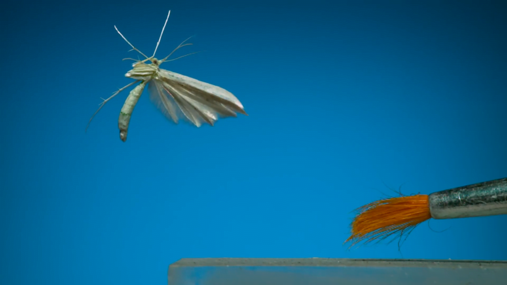 The feathery plume moth. The feathery plume moth.
