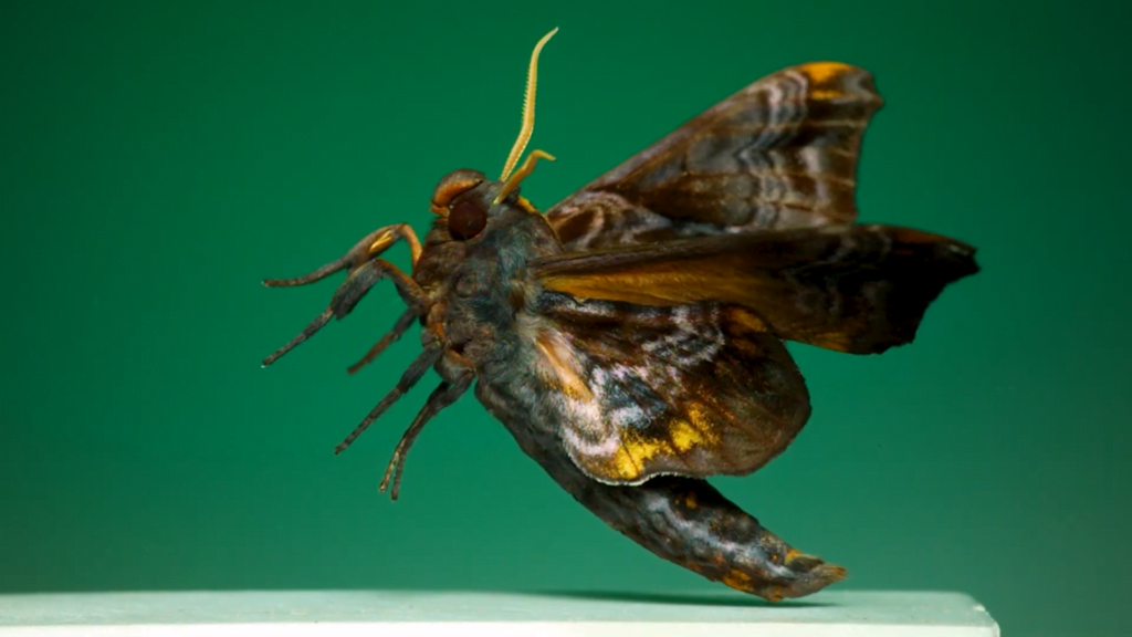 A small-eyed sphinx moth in the air. A small-eyed sphinx moth in the air.