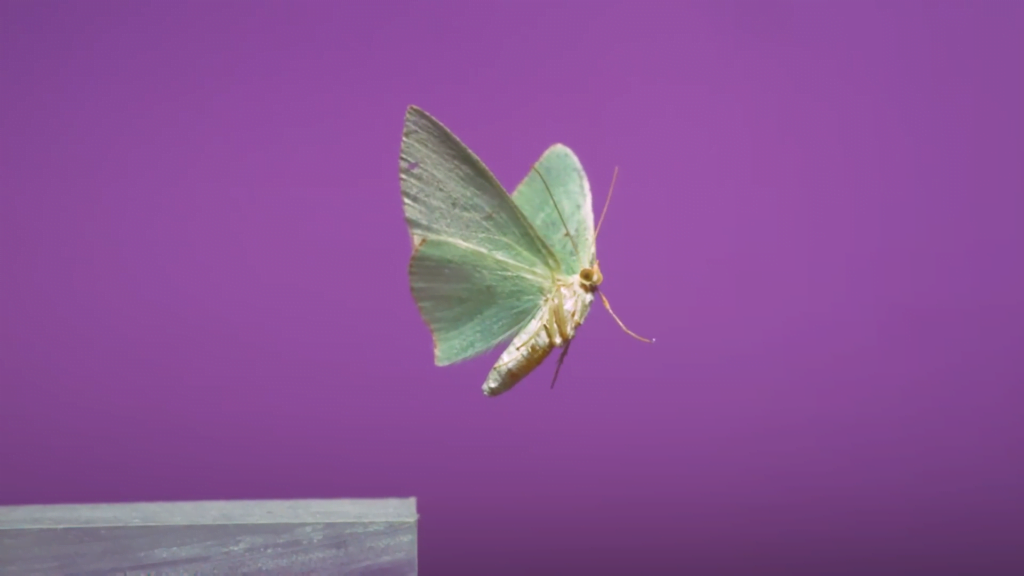 Red-bordered Emerald moth. Red-bordered Emerald moth.