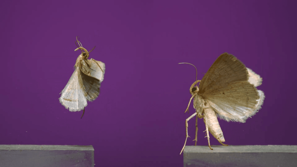 Litter moths taking flight.
