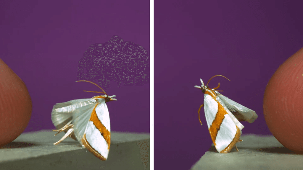 The tiny straight-lined vaxi leaps into flight.
