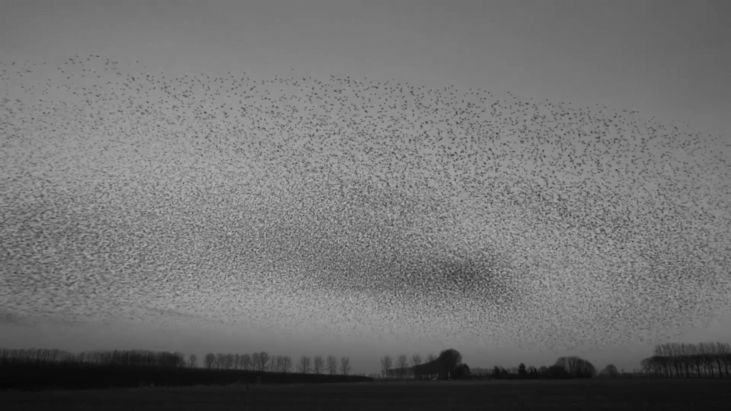 A murmuration of starlings, shot by filmmaker Jan van IJken. A murmuration of starlings, shot by filmmaker Jan van IJken.