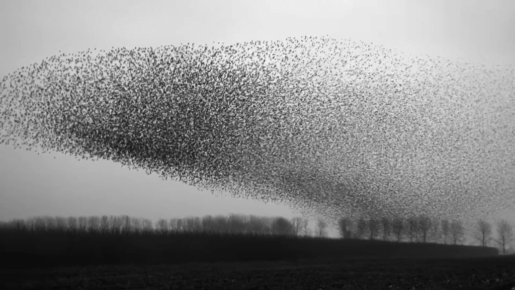 A murmuration of starlings, shot by filmmaker Jan van IJken. A murmuration of starlings, shot by filmmaker Jan van IJken.