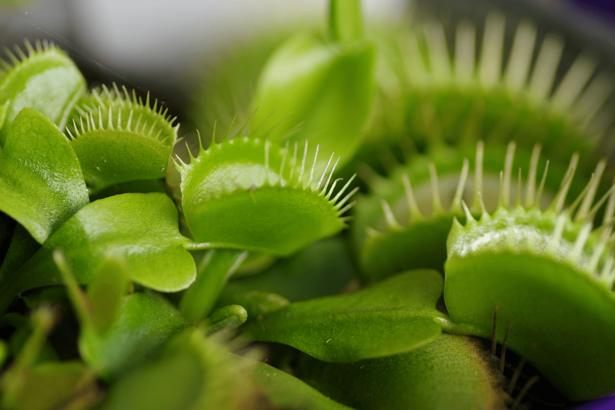 Closing a Venus Fly Trap