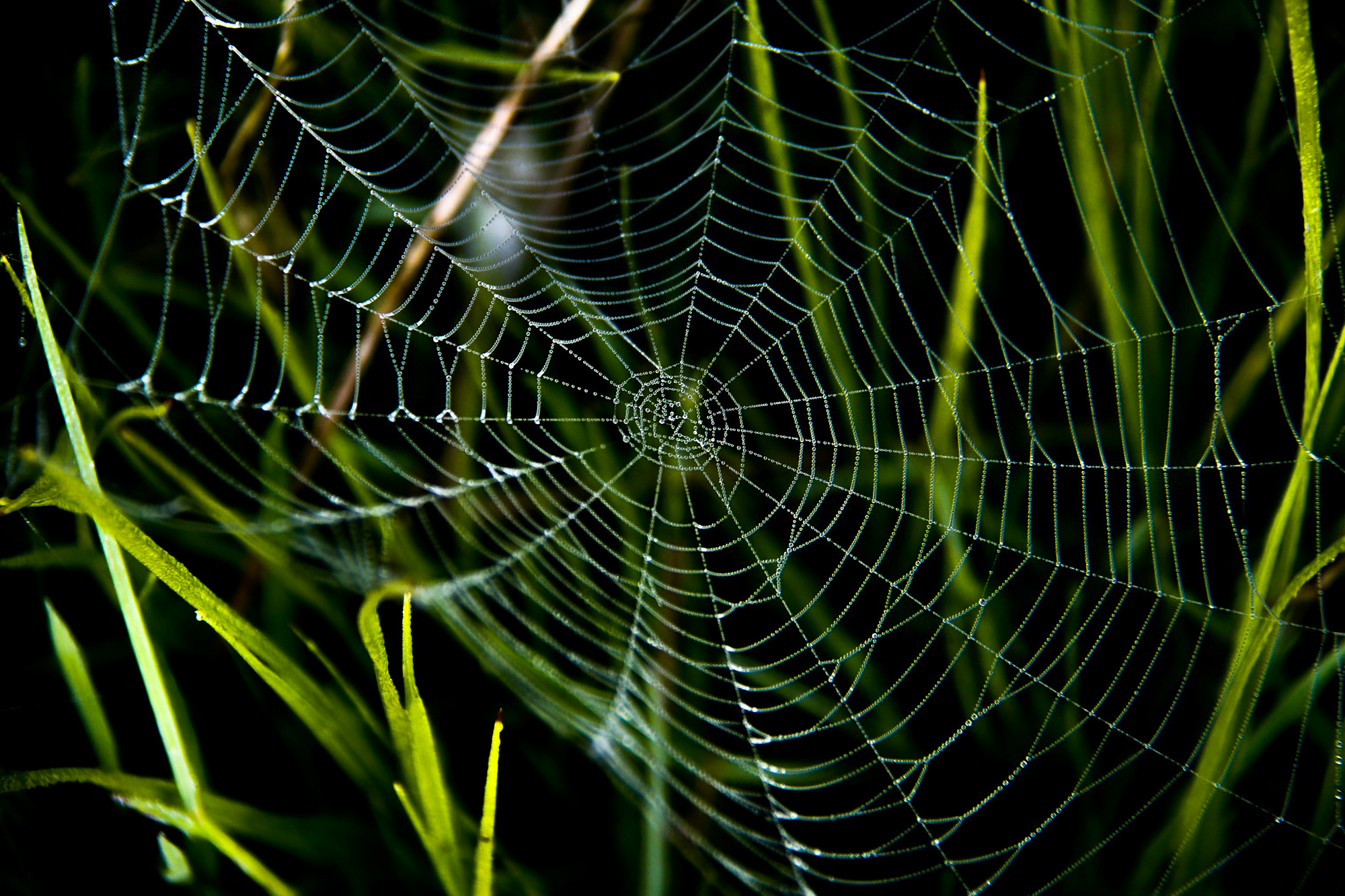 Spiders sense sounds not through pressure waves, but by the viscous drag they exert on the thin strands of their webs.