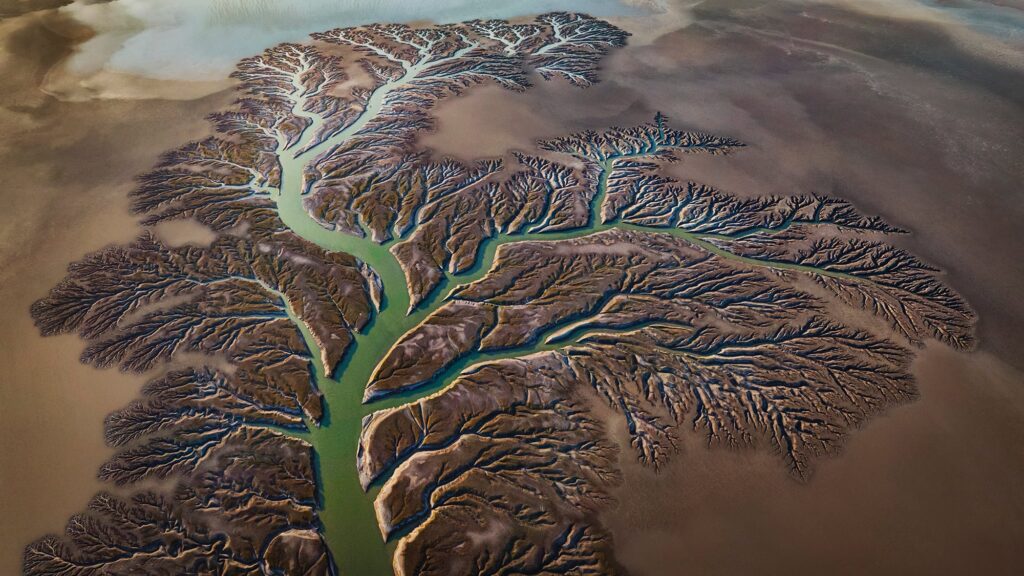 "Arbol de Vida" by Paul Nicklen. "Arbol de Vida" by Paul Nicklen.