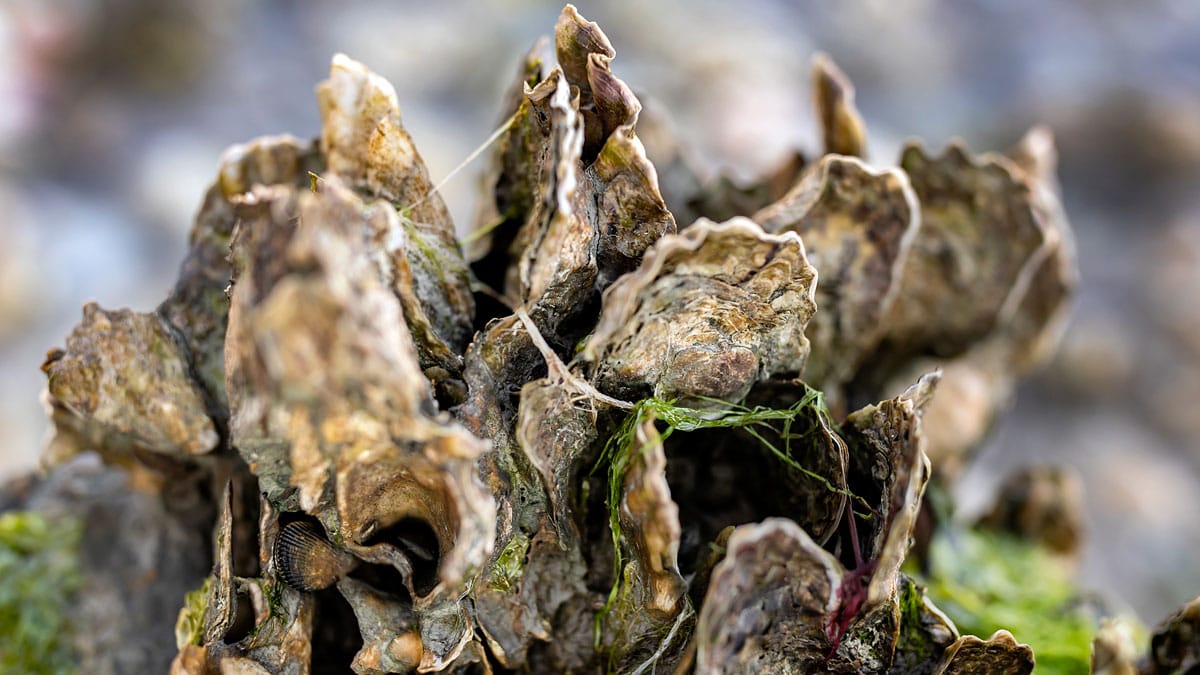 Oyster Reefs Sequester Nitrogen
