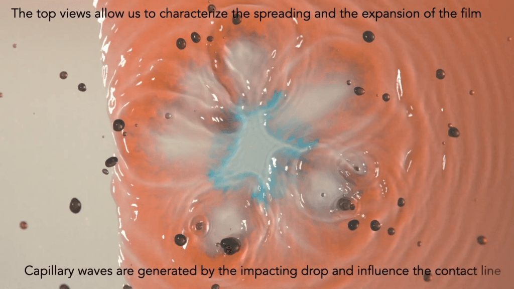 The top view after a blue drop hits the red film. Capillary waves spread from the impact region. 5-6 purplish petals spread from the point of impact, which still appears blue. Text reads: "The top view allows us to characterize the spreading and expansion of the film. Capillary waves are generated by the impacting drop and influence the contact line" The top view after a blue drop hits the red film. Capillary waves spread from the impact region. 5-6 purplish petals spread from the point of impact, which still appears blue. Text reads: "The top view allows us to characterize the spreading and expansion of the film. Capillary waves are generated by the impacting drop and influence the contact line"