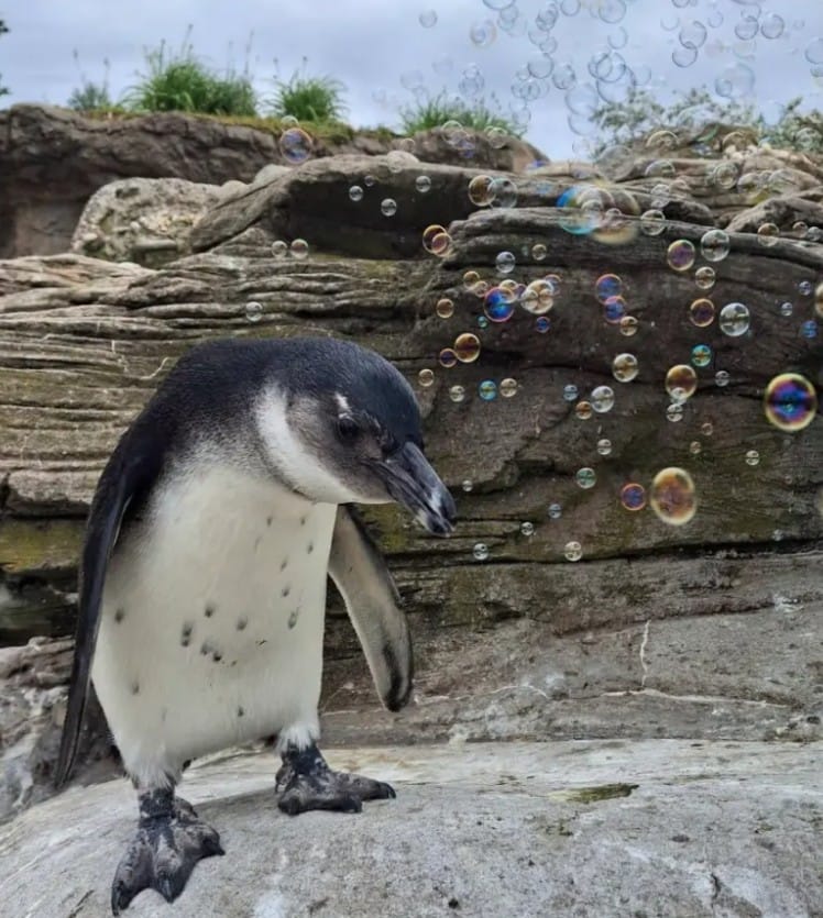 Even Penguins Love Bubbles