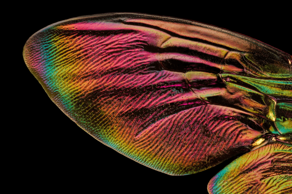 Xylocopa latipes wing. Image by Chris Perani.