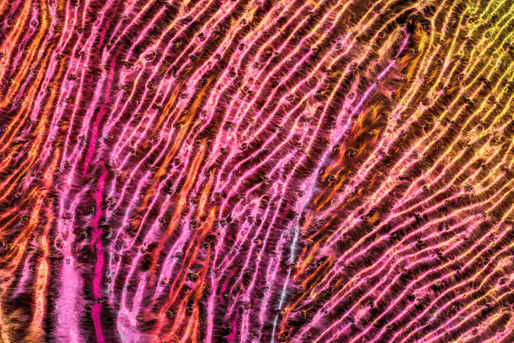 Bee wing. Image by Chris Perani.