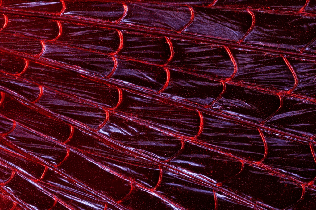 Male Valanga nigricornis. Image by Chris Perani.