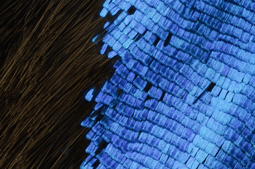 Papilio ulysses. Image by Chris Perani.