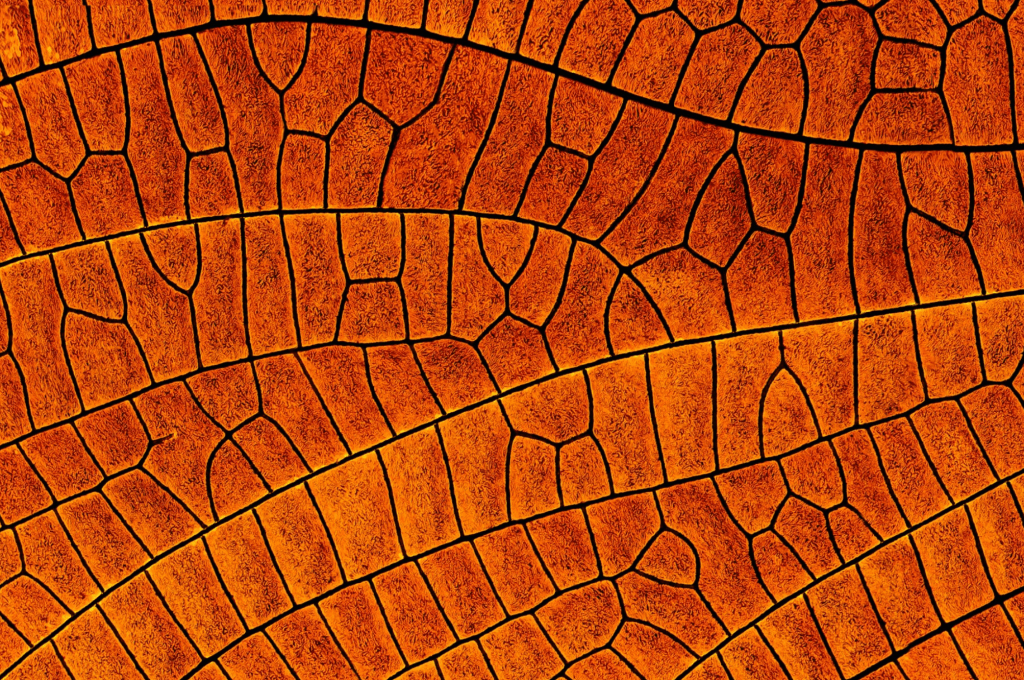 Damselfly wing. Image by Chris Perani.