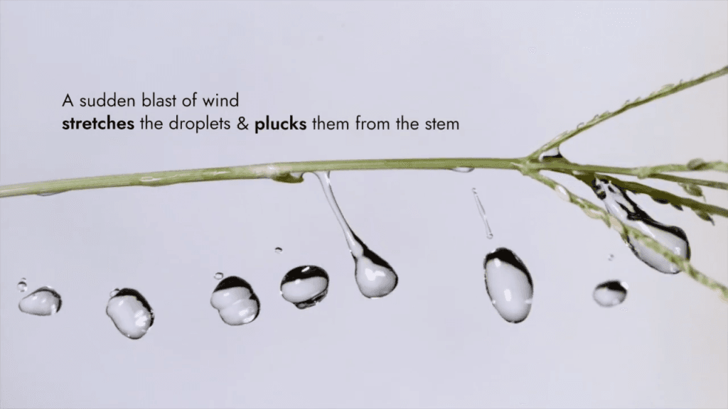 Wind shakes a plant stem, causing droplets to stretch and get plucked away. Text reads, "A sudden blast of wind stretches the droplets and plucks them from the stem"