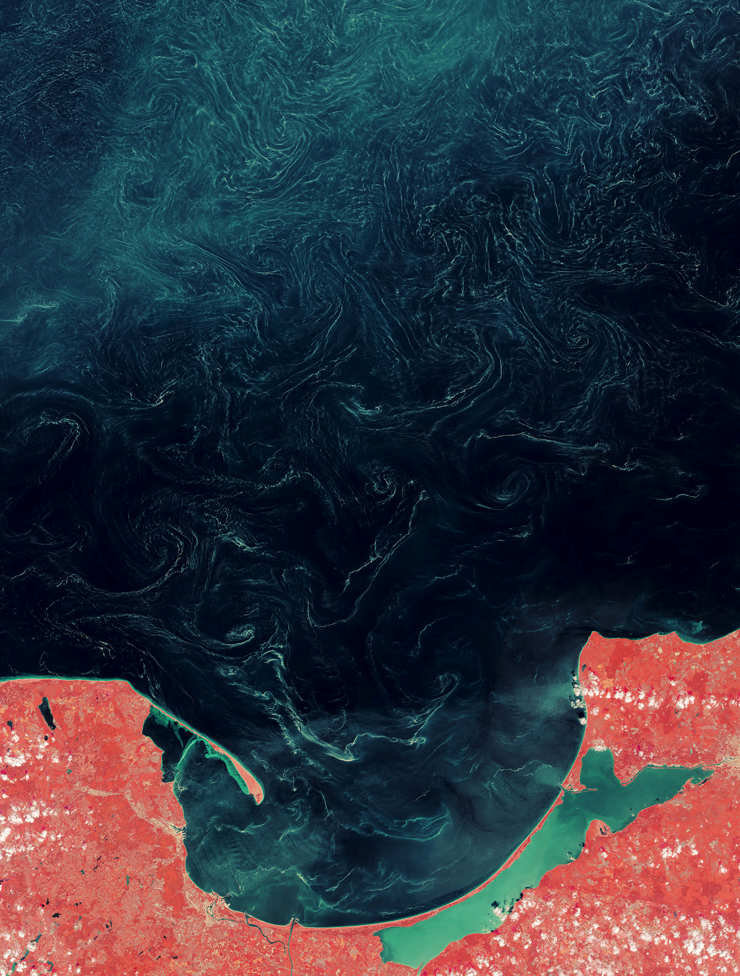 This false-color satellite image highlights pine pollen slicks floating in the Baltic Sea.